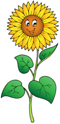 Sunflower, flower that seems to follow the sun Game