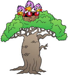 Baobab, tree from Africa, Asia and Australia Game