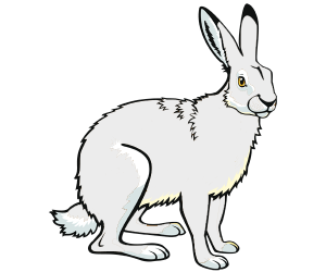 The Arctic hare or the polar rabbit Game