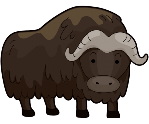 The musk ox or muskox, mammal of the Arctic tundra Game