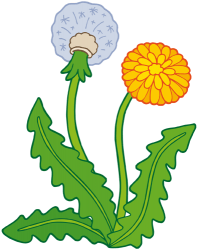 Dandelion in two stages. Flower and seeds Game